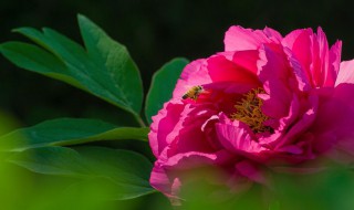 各国的国花是什么花（各国的国花是什么花啊）