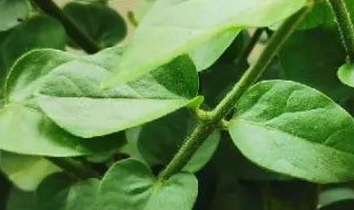 茉莉花干叶是怎么回事（茉莉花干叶是怎么回事儿）