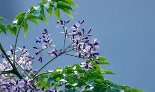 楝花花代表什么寓意（楝花花代表什么寓意和花语）