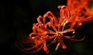 曼陀罗为什么叫情花（情花曼陀罗的别名）