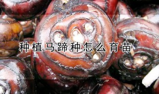 种植马蹄种怎么育苗 种植马蹄种怎么育苗视频