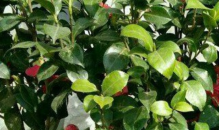 茶花树枯死的补救办法 茶花树枯死的补救办法图片