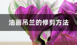 油画吊兰的修剪方法 油画吊兰的修剪方法和技巧