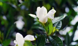 栀子花用土还是沙子 栀子花用土还是沙子种