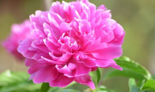 芍药花瓣怎样晒干 芍花的花怎么晒干