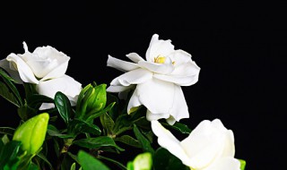 栀子花浇水加白醋还是食用醋 浇栀子花用白醋还是陈醋