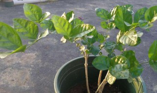 网购回来的茉莉花怎么种 网购回来的茉莉花怎么养
