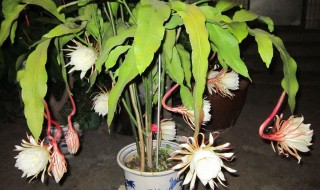 昙花怎么修剪才利于开花 昙花怎么修剪才利于开花视频