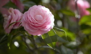 深水醒花什么意思（什么叫深水醒花）