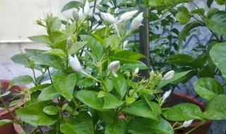 茉莉花叶子发黄干枯掉叶子怎么办（茉莉花叶子发黄干枯掉叶子怎么办浇什么肥）