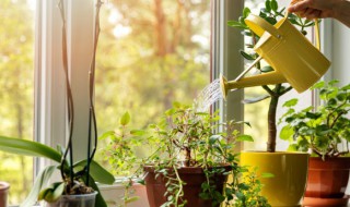 庭院四季常青低矮植物 庭院四季常青低矮植物图片