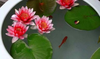 种睡莲需要多深的盆（种睡莲需要多深的盆子）