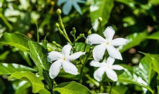 风车茉莉的叶子一碰就掉 风车茉莉突然掉叶子