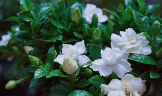 栀子花烂根如何抢救（栀子花烂根如何抢救图片）
