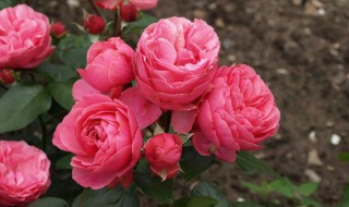 粉色达芬奇月季能长多高 粉色达芬奇月季花期多久