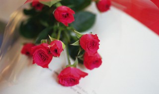蔷薇叶子干枯发卷怎么回事 蔷薇叶子干枯卷边