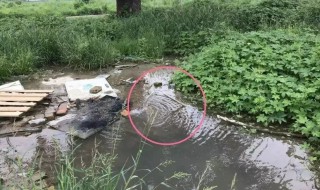 小墨蚊怎么消灭小窍门（怎么消灭墨蚊子）
