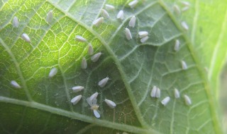 白粉虱消灭小窍门（白粉虱消灭小窍门图片）