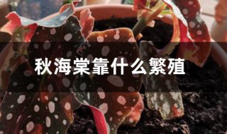 秋海棠用什么繁殖 秋海棠用什么繁殖茎还是叶或者根