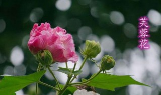 芙蓉雨歌词什么解释（《芙蓉雨》歌词）