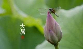 大暑是什么时间（大暑是哪几天）