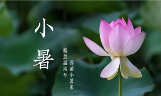小暑节气应该注意什么（小暑节气要注意什么）