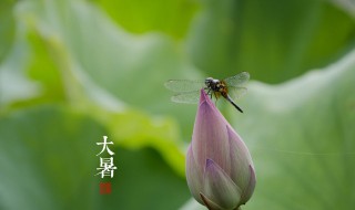 大暑吃什么杂粮 大暑节气吃点啥