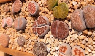 生石花蜕皮怎么养护? 生石花蜕皮怎么养护视频