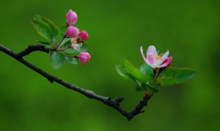 海棠开花后怎么处理? 海棠花开花后怎么处理