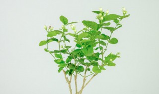 网购回来的茉莉花怎么种? 网购回来的茉莉花怎么种