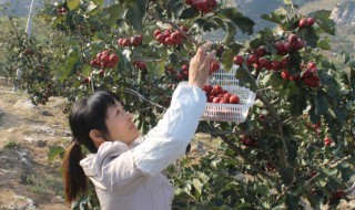 红果树怎么种植? 红果树怎么种植和管理