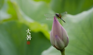 2021年大暑是哪天?（2021年大暑是哪天几点）