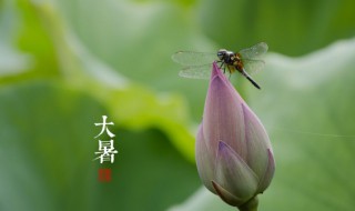 大暑是最热的时候吗（大暑是最热的时候吗晚上十点觉得冷是因为什么）