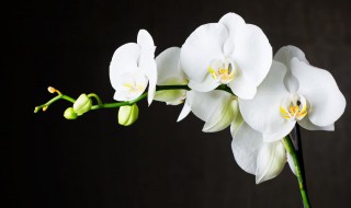 兰花发新芽怎么养护?（兰花怎么长新芽）