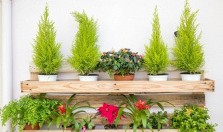 绯花玉怎么养才开花?（绯花玉怎么养才开花快）