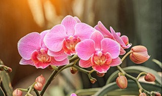 兰花怎样养护才能长出花蕾? 兰花出花蕾了怎样养护