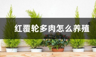 红覆轮多肉怎么养殖? 红覆轮多肉图片