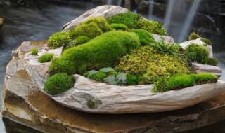 盆景青苔怎么培养? 盆景青苔怎么培养出来的