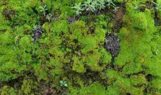 青苔怎么养才茂盛?（怎么让盆景里的青苔长得茂盛）