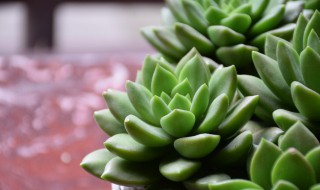 多肉植物怎么养胖? 多肉植物怎么养胖防徒