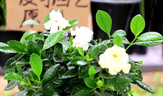 带花苞栀子花刚买回来怎么养? 带花苞栀子花刚买回来怎么养好
