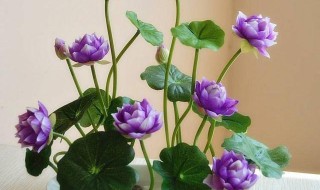 无土水培碗莲发芽后怎么养? 无土水培碗莲发芽后怎么养活