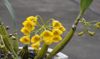 鼓槌石斛怎么养才开花? 鼓槌石斛怎么养才开花快