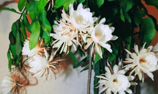 昙花如何养护才开花?（昙花如何养护才开花）