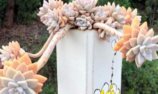 肉肉花怎么养? 肉肉花怎么养才好