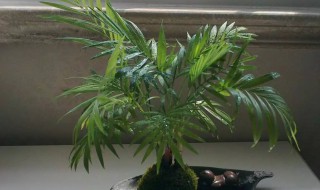 凤尾竹怎么养才茂盛? 凤尾竹怎么养才茂盛视频