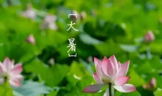 大暑节气四种养生菜可口又健康（大暑节气养生食谱）