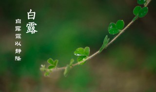 二十四节气白露是什么意思（二十四节气白露是什么意思?）