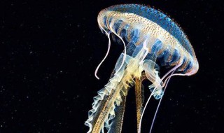 海母是什么 海母是什么生物
