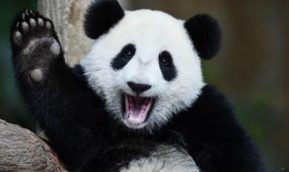 我国四大国宝动物是指（我国四大国宝动物是指什么）